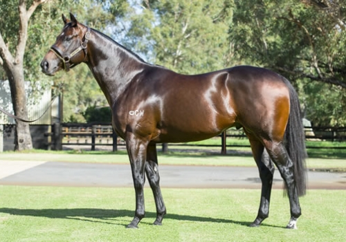 Royal Dream tops Perth Winter Sale
