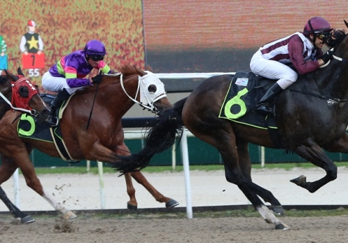 Ascot stage suits Patronize