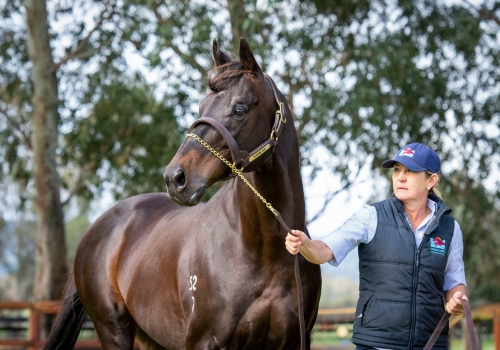 Playing God colt tops Perth Magic Millions