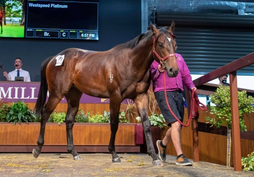 Playing God tops turnover at Magic Millions