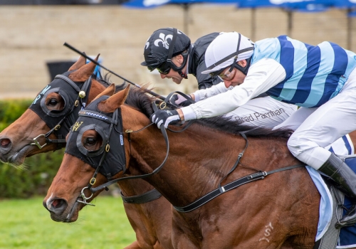 Patronize a Kingmaker in WA Guineas