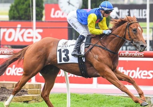 Darling View sire has everybody Talking